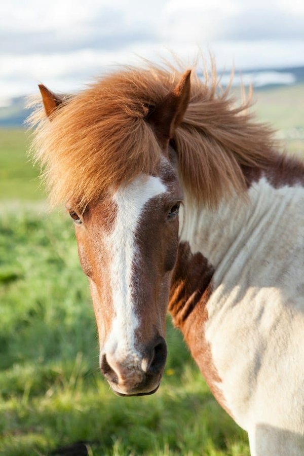 How to Effectively Train and Care for a Miniature Horse?